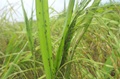 Cảnh giác với dịch rầy nâu phát triển trên đồng lúa