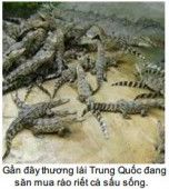 Những kiểu mua bán tận diệt của TQ tại Việt Nam