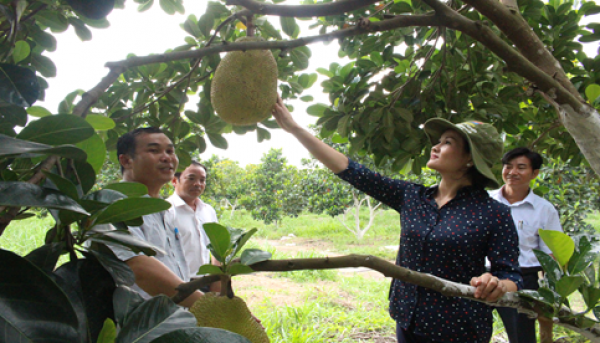 BÍ THƯ HUYỆN ỦY BÙ ĐỐP GIANG THỊ PHƯƠNG HẠNH THĂM CÁC HỢP TÁC XÃ NÔNG NGHIỆP